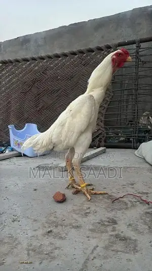 Photo - Shamo  oh white Male