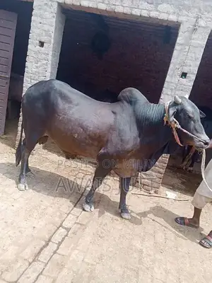 Photo - Qurbani k janwar bull, Bachraa for sale