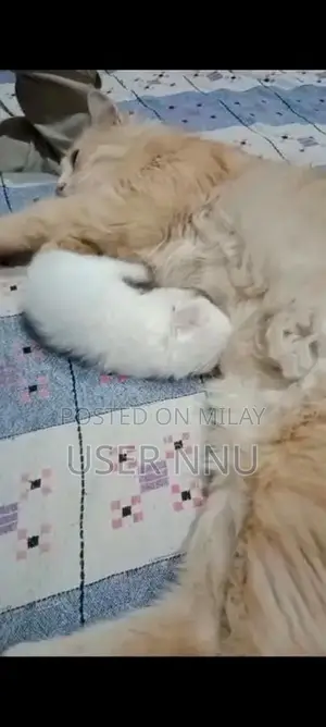 Photo - Persian cats for sale