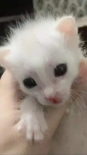 Photo - Short hair kitten