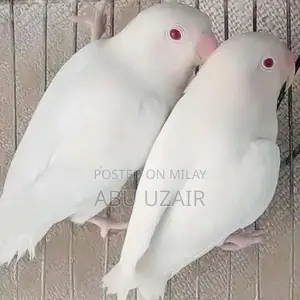 Photo - Love Bird | Albino Red Eye | Parblue Pastel | Latino Red eye
