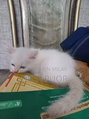 Photo - beautiful Persian kittens. . healthy and active and playful.