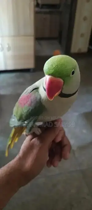 Photo - raw parrot sell
