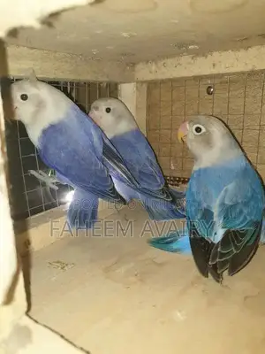 Photo - Blue opline