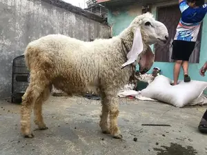 Photo - qurbani chatra/sheep