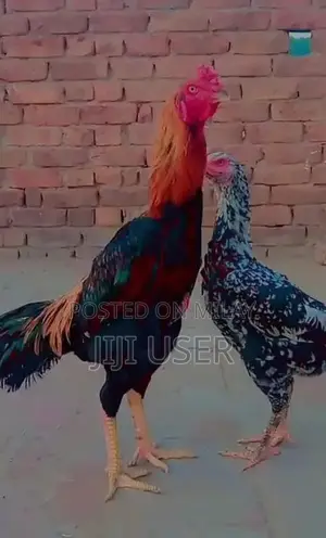 Photo - Shmo cross Mianwali Aseel Chicks