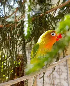 Photo - hand tame love bird exchange possible
