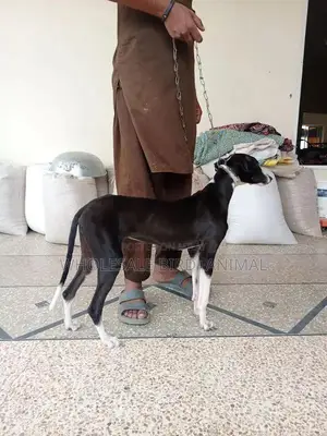 Photo - Tazi Cross Female