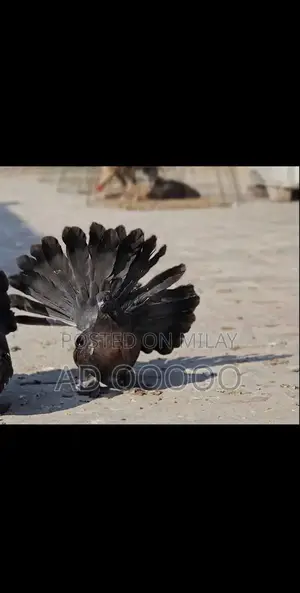 Photo - American Breeder Male