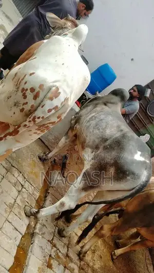 Photo - desi wacha qurbani bull waira