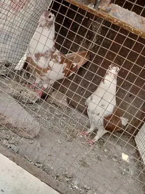 Photo - Sherazi pigeons
