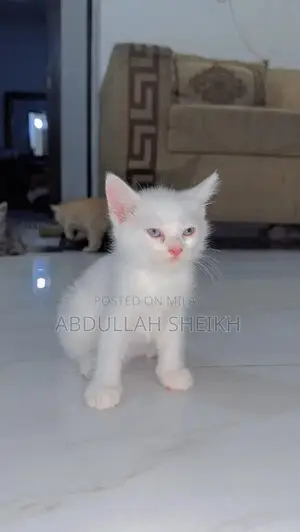 Photo - Persian Kitten