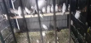 Photo - banglies and zebra finch
