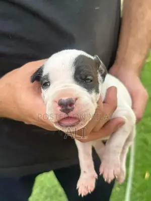 Photo - Dogo female puppy born 16may