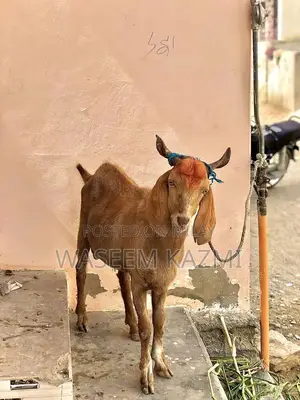 Photo - 2.5 teeth / bakra for sale