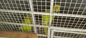 Photo - breeding and talking ringneck parrot