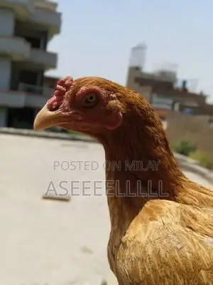 Photo - high quality aseel