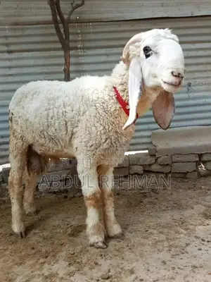 Photo - beautiful kajla for sale