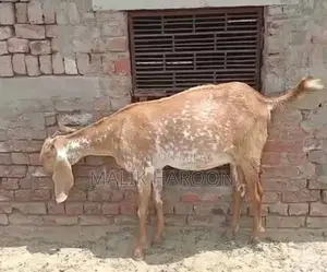 Photo - Makhi cheni Bakri for sale munasib qemat