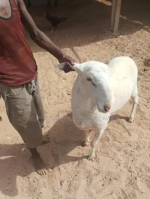 Photo - qurbani 2025 farm ki pallai pr he abhi tk.