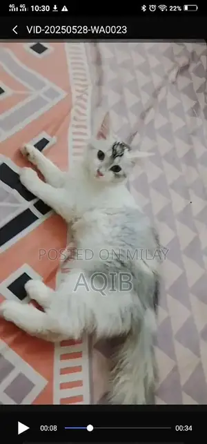Photo - Persian cat tripal coat 3 months