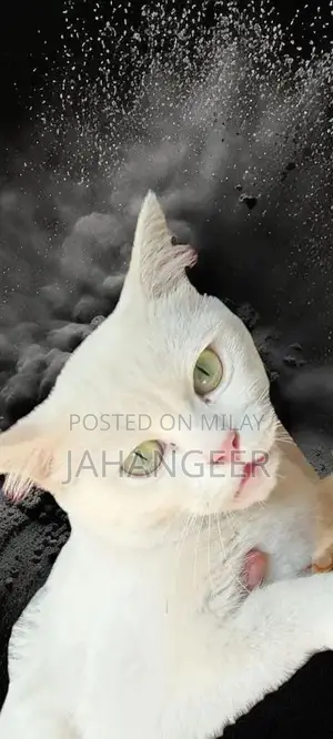 Photo - parsion baby cat