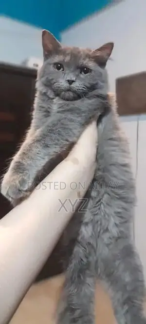Photo - Persian male kitten for sale