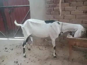 Photo - Lyl puri goat