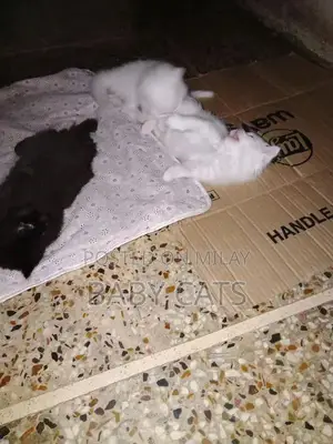 Photo - baby kittens for sale