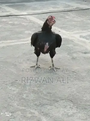 Photo - aseel hen dakni