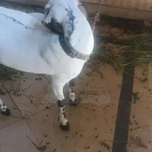 Photo - GOAT FEMALE BAKRI DONDI FOR SALE URGENT ALSO SUITABLE FOR QU