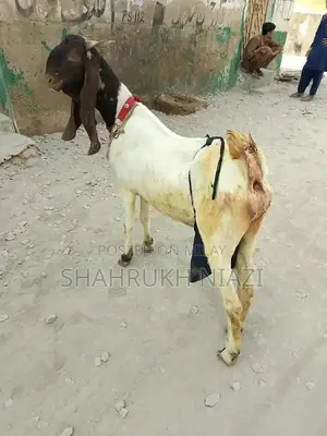 Photo - Kamori Nasal ki bakri or 2 bachay