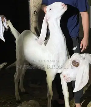 Photo - Bakery For Qurbani Sale
