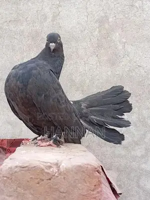 Photo - Pure fantail patha black beauty
