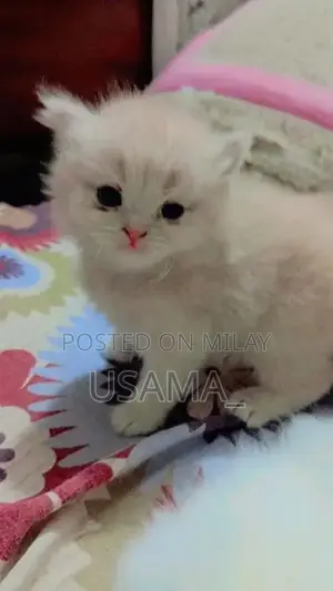 Photo - Persian kitten
