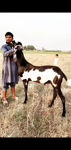 Photo - قربانی 2025 کا بکرا