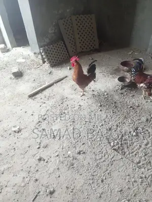 Photo - ghr ka pala wa murga ha ak sal karna ha
