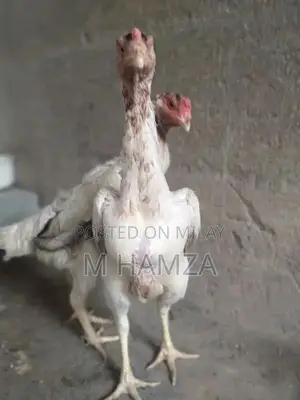 Photo - Best quality Birds or pure blood line Alhamdullilah