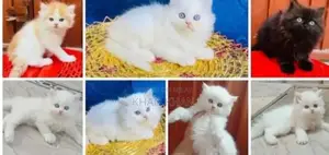 Photo - cute cats