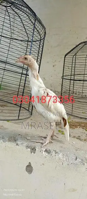 Photo - white cheena aseel