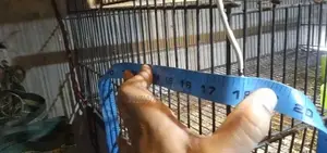 Photo - cage for birds with. partition option