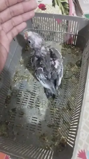 Photo - cocktail chick available for new home age 2 months all ok h