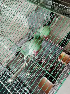 Photo - Raw perot jamboo size with cage.