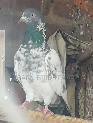 Photo - pigeons high flying