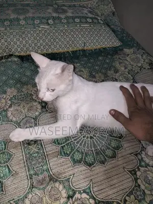 Photo - Persian cat white colour