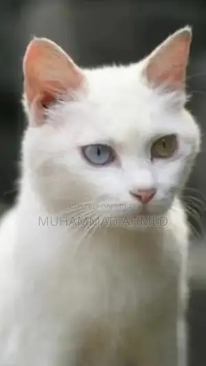 Photo - Persian cat hand tame hojyga pair available