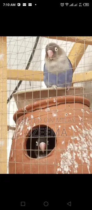 Photo - A pair of love bird black Male & Navi Blue Female for sale