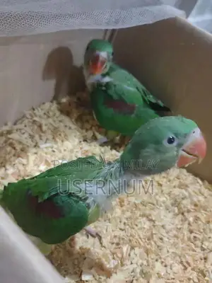 Photo - Raw parrot chicks