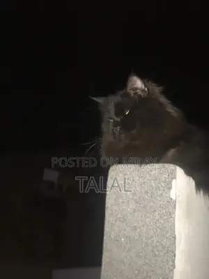 Photo - 1yr old persian cat