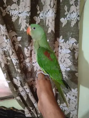 Photo - Raw chicks very Healthy & Active 4 Month age